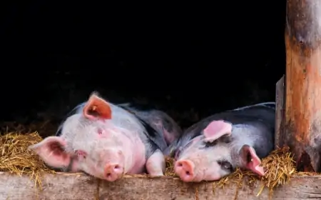 Azərbaycanda ən çox donuz bu rayonda yetişdirilir