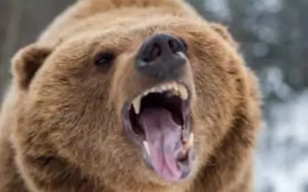 Qubada ayılar kəndə hücum etdi