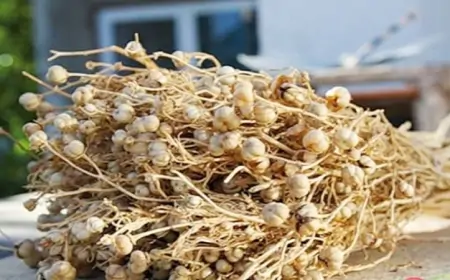 Rusiyaya üzərlik aparmayın