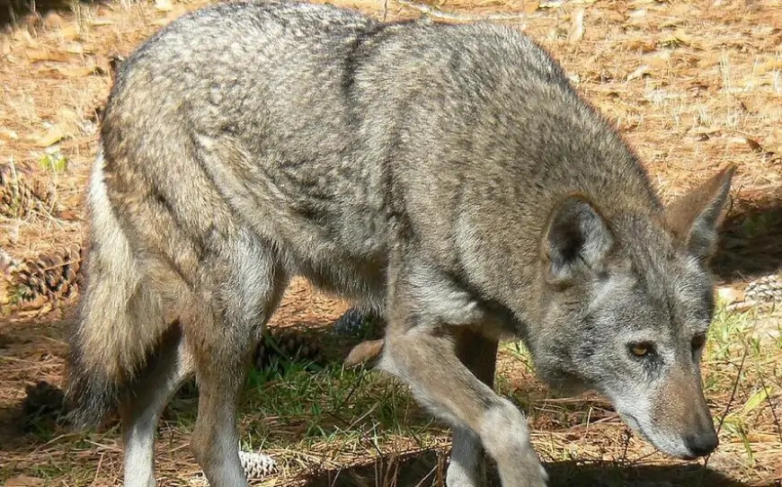 Azərbaycanda canavar bu yoldan keçən maşınlara hücum edir - ANBAAN VİDEO