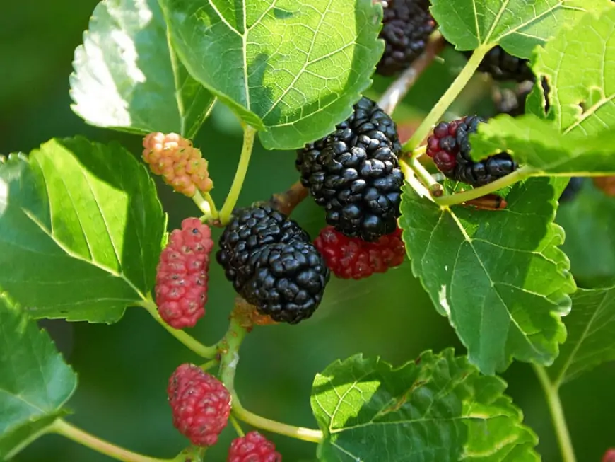 Qan şəkərini tənzimləyir, saçları uzadır və... - Qara tut