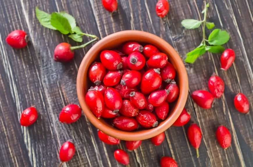 Yaraları sağaldır, dərinin qocalmasının qarşısını alır, qaraciyərin dostudur – İtburnu 