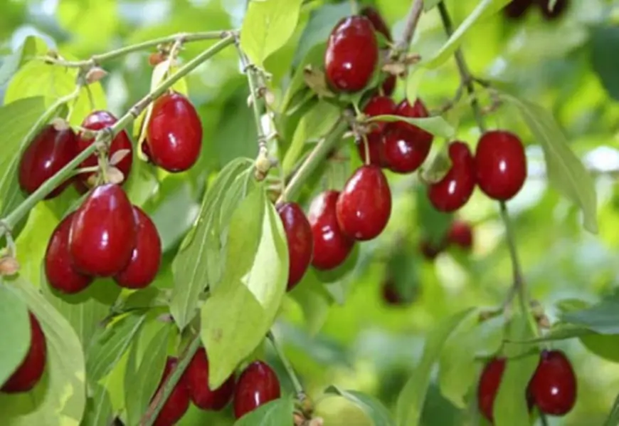 Boğaz ağrısını kəsir, xərçəng riskini azaldır... - Zoğal