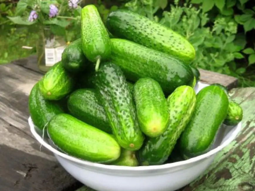 Ağızdan pis iy gəlməsinin qarşısını alır, şəkəri salır – Xiyar