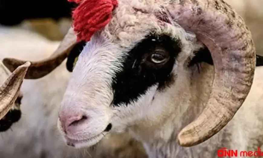 Kimlər qurban kəsə bilməz? 