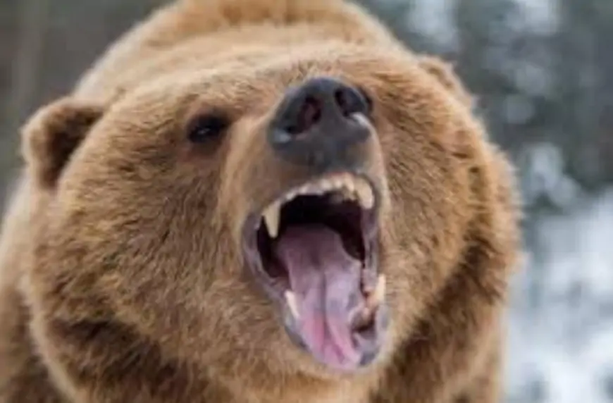 Hökumət ayı ətinin satışına icazə verdi 