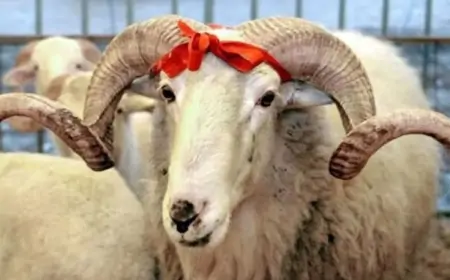 Bu müsəlman ölkəsində qurban kəsmək