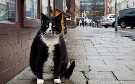 Küçə pişiklərini niyə sığallamaq olmaz?