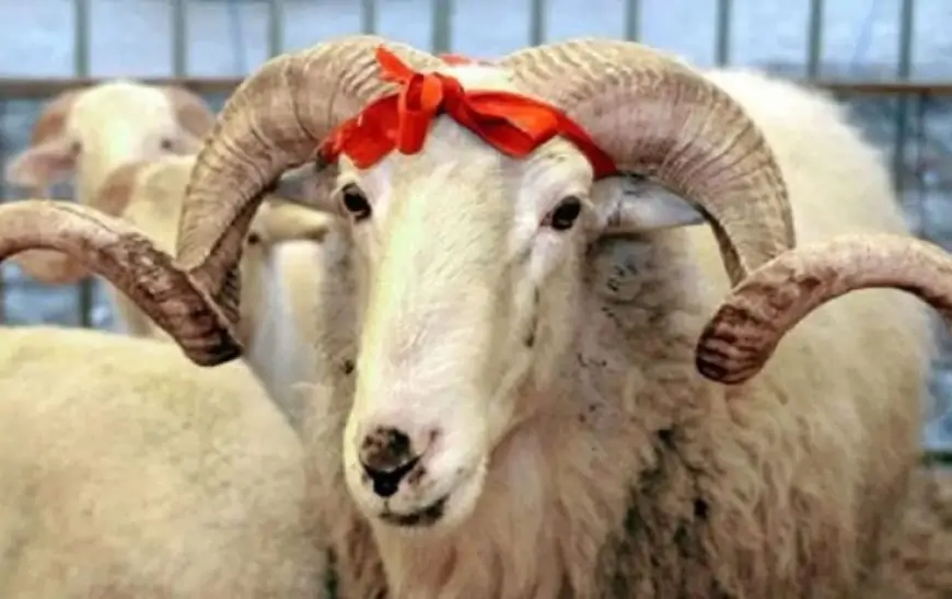 Bu müsəlman ölkəsində qurban kəsmək – Qadağan edildi