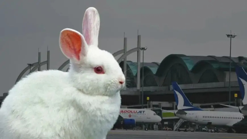 Dovşan Türkiyədə hava limanını bir-birinə qatdı - Video