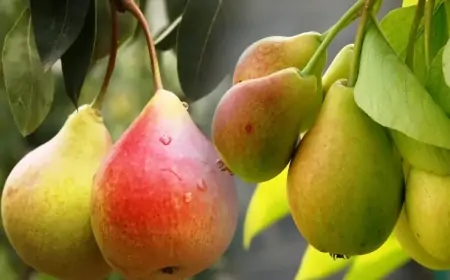 Şəkəri və təzyiqi tənzimləyir, arıqladır...