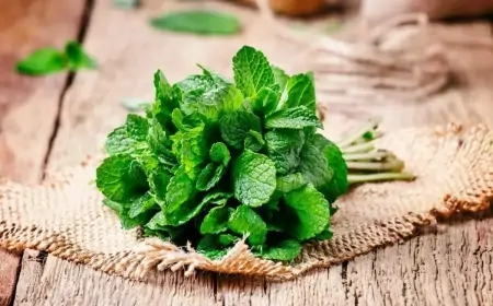 Min bir dərdə dərman nanənin faydaları