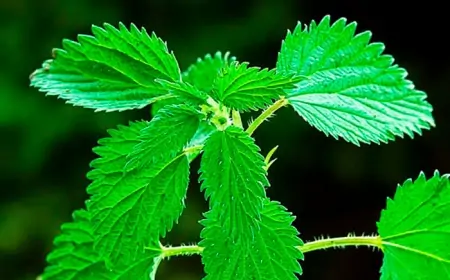 Qanazlığının dərmanı, saç tökülməsinin qənimi... – Gicitkənin faydaları