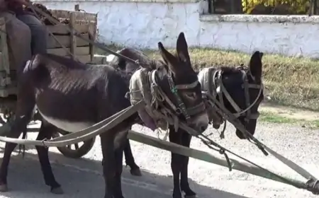 "5 manatdan yığıb eşşəyin sahibinə veririk ki, zibili daşısın" - Sakinlər danışdı + VİDEO