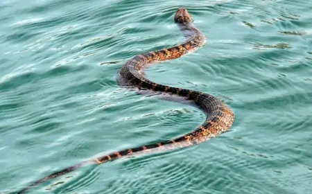 Bakı çimərliklərində peyda olan ilanlar haradan gəlib?