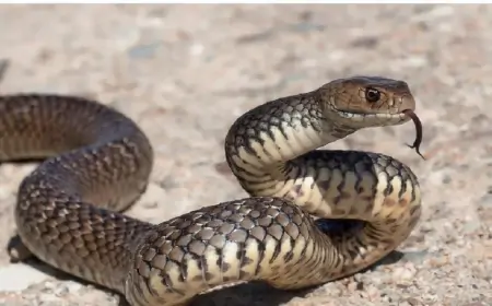 İlan zəhərinin öldürmədiyi yeganə heyvan - Bizi necə xilas edir?