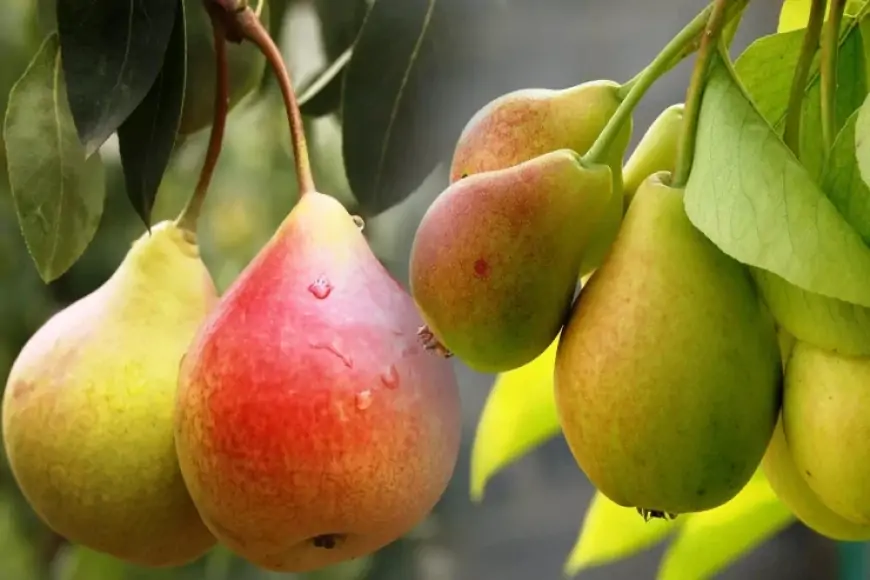 Şəkəri və təzyiqi tənzimləyir, arıqladır... - Armud