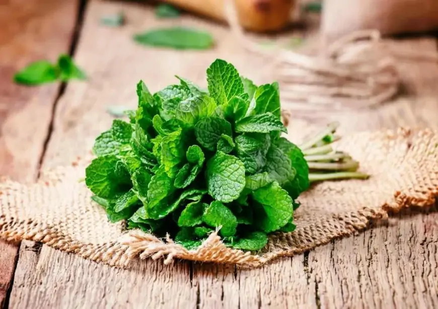 Min bir dərdə dərman nanənin faydaları 