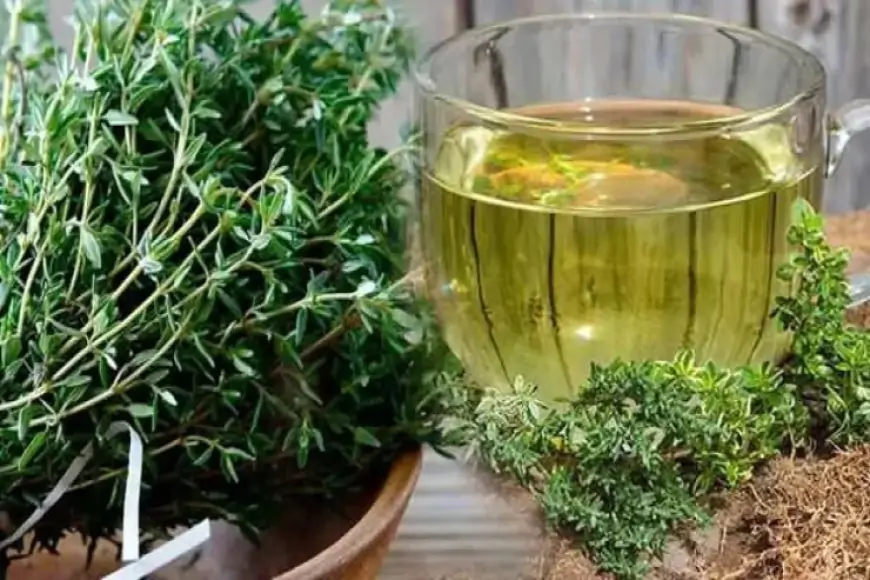 Menstrual ağrıları azaldır, yuxarı təzyiqi endirir... – Kəklikotu