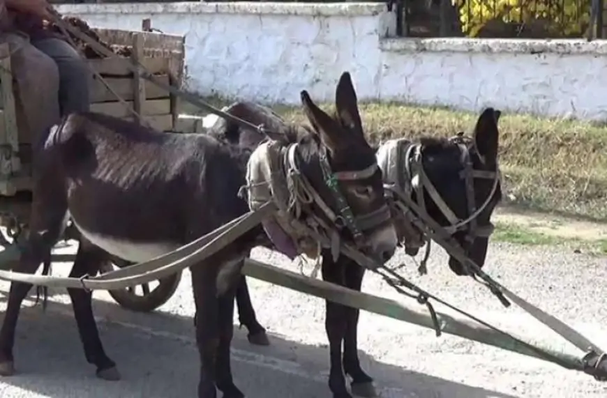 "5 manatdan yığıb eşşəyin sahibinə veririk ki, zibili daşısın" - Sakinlər danışdı + VİDEO