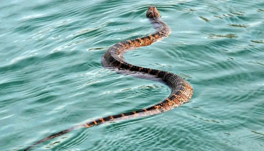 Bakı çimərliklərində peyda olan ilanlar haradan gəlib? - "Gürzə də ola bilər"