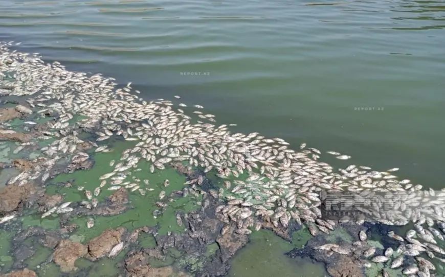 Balıqlar niyə ölüb? - KTN səbəbi açıqladı