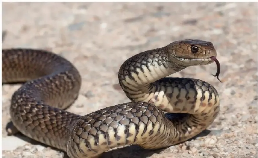İlan zəhərinin öldürmədiyi yeganə heyvan - Bizi necə xilas edir?