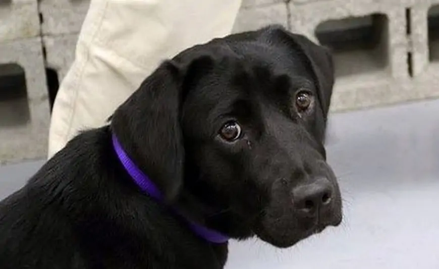 Maşın sürən it qəza törətdi - İlginc VİDEO