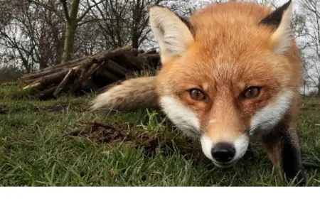 “Yolüstü” restoranında qəfəsdə saxlanılan tülkülər təbiətə buraxıldı