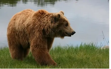 Ayı Naxçıvanda ata və oğula hücum etdi
