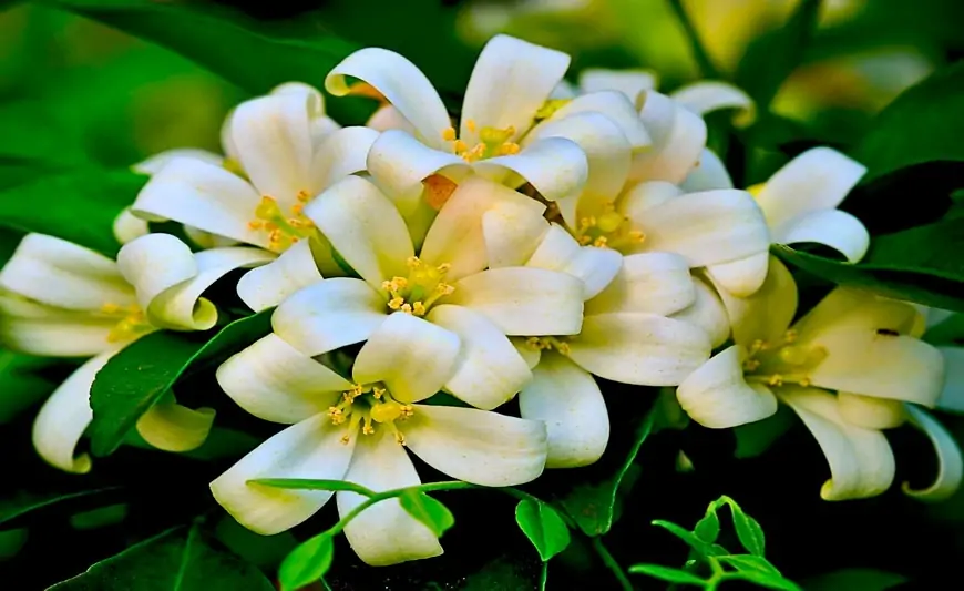 Bu bitki evi sərin saxlayır - Təbii kondisioner