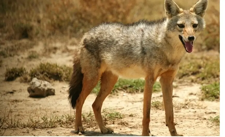 Cəlilabadda çaqqalı əlləri ilə öldürən qadın danışdı - VİDEO