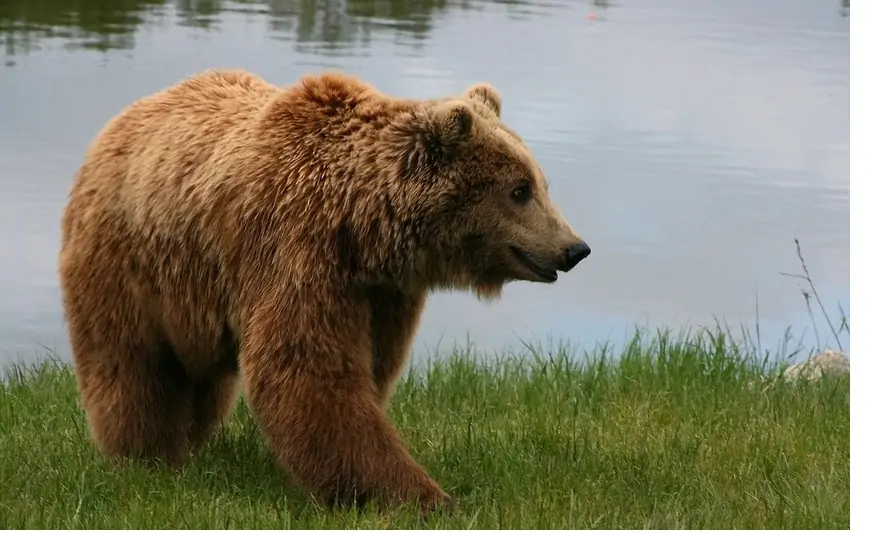 Alyaskada Rusiya nümayəndə heyətini ayı qarşıladı - "Bu, yaxşı əlamətdir" + VİDEO 