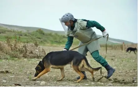 Azərbaycanda agentlik itlər üçün 87 minlik aksesuar alır