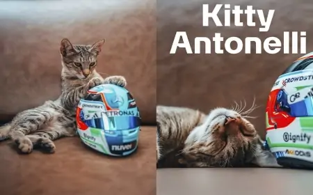 Bakıdakı bu pişik bir günə dünyada məşhurlaşdı