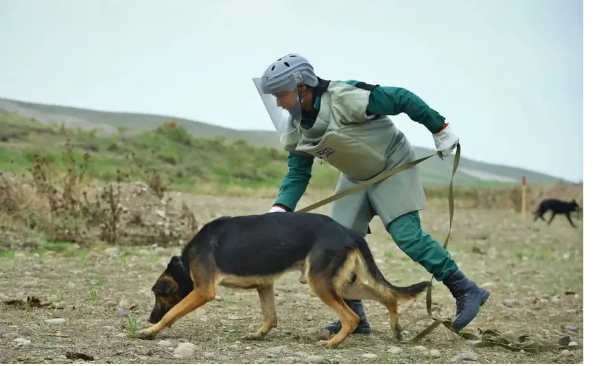 Azərbaycanda agentlik itlər üçün 87 minlik aksesuar alır – Daraq, əlcək, corab