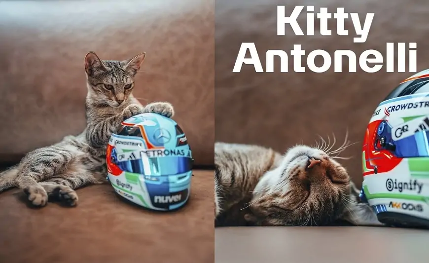 Bakıdakı bu pişik bir günə dünyada məşhurlaşdı - VİDEO