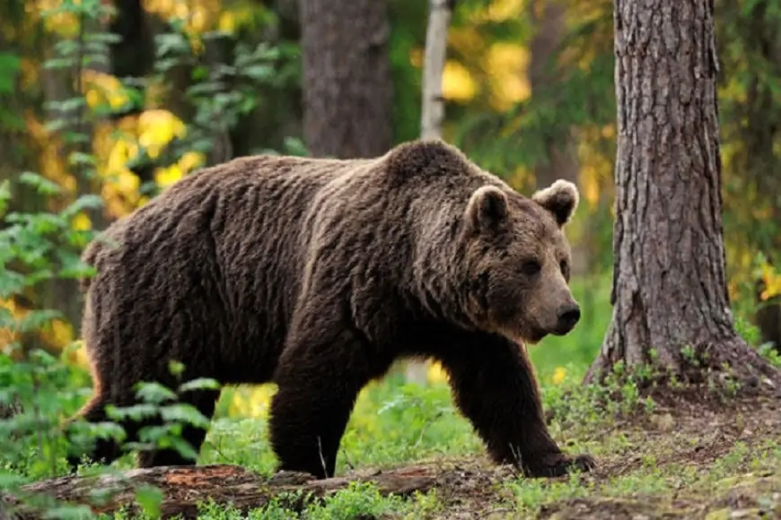 Kəndlərə ayı hücumları niyə artıb? - AMEA-dan cavab