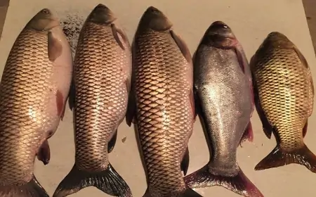 Tualetlərdən çəkilən insan nəcisləri balıqlara yedirdilib