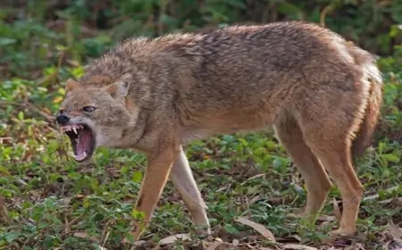 Azərbaycanda çaqqal kəndə hücum etdi