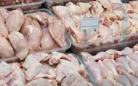 Broyler toyuqları kişilərdə impotensiya yaradır?  - ŞƏRH