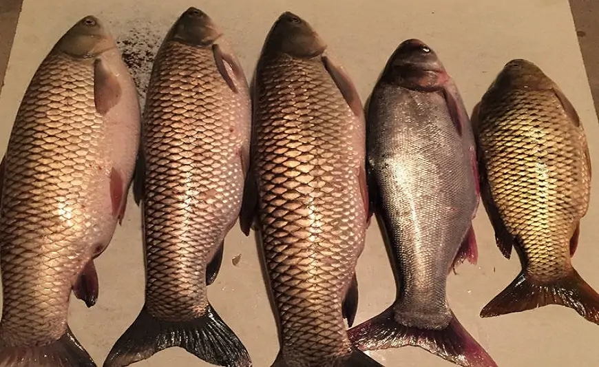 Tualetlərdən çəkilən insan nəcisləri balıqlara yedirdilib - Azərbaycanda ŞOK