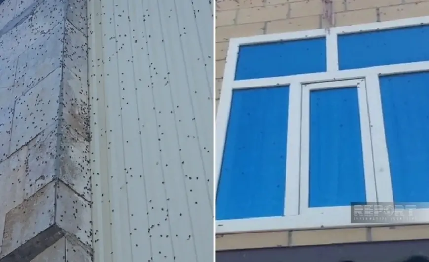 Evləri böcəklər basdı, nazirlik "tələ qurun" dedi - Zaqatala və Balakəndə həyəcan 