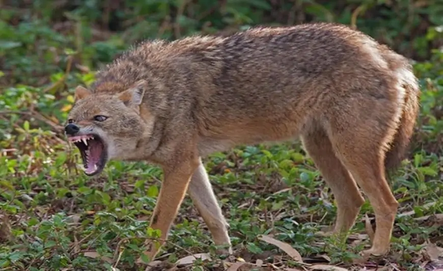 Azərbaycanda çaqqal kəndə hücum etdi - Yaralılar var