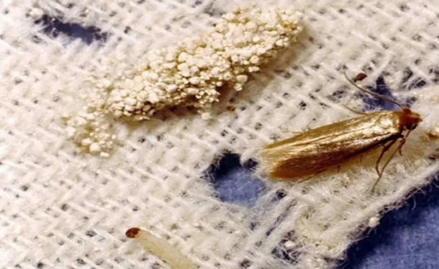 Paltarları güvədən necə qorumaq olar? - SADƏ ÜSULLAR