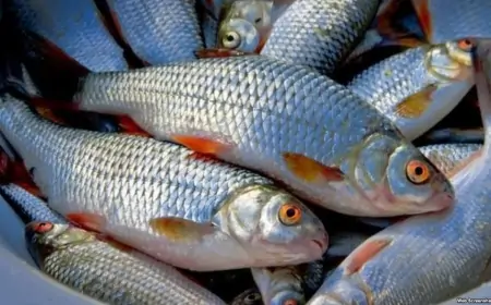 Balıq alarkən nələrə diqqət etməli? - ƏLAMƏTLƏR