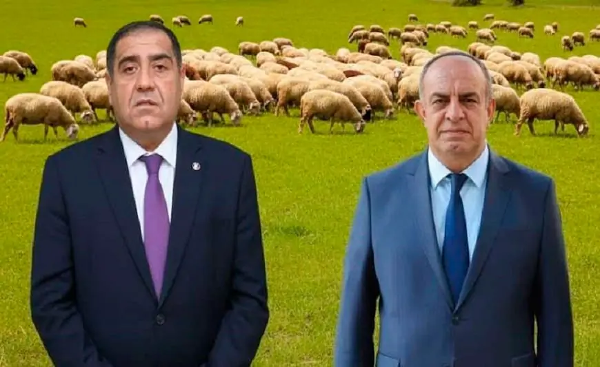 Balakənin icra başçısı bu rayonun rəhbəri ilə şərik olub - Qoyun sürüləri