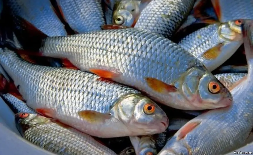 Balıq alarkən nələrə diqqət etməli? - ƏLAMƏTLƏR