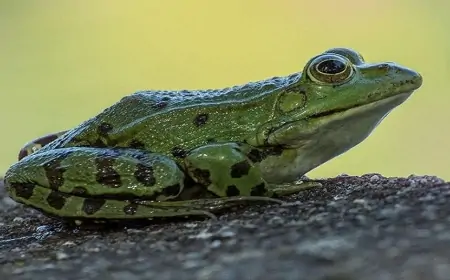 Yaponlar xərçəngin dərmanını bu heyvanda tapdı - Qurbağa 