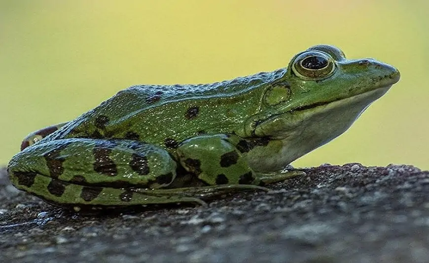 Yaponlar xərçəngin dərmanını bu heyvanda tapdı - Qurbağa 